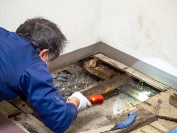 Best Mold Remediation  in Freeport, TX