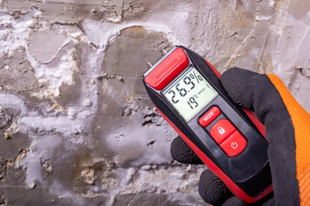 Best Toxic Mold Removal  in Freeport, TX