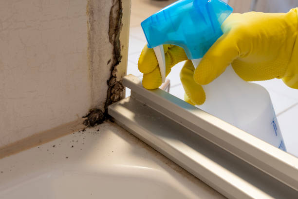 Best Mold Damage Repair  in Freeport, TX