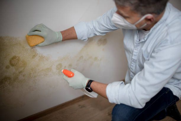 Best Local Mold Removal Service  in Freeport, TX