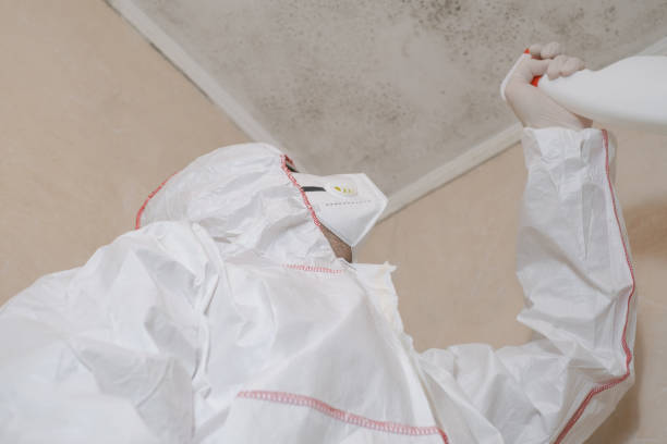 Best Commercial Mold Removal  in Freeport, TX