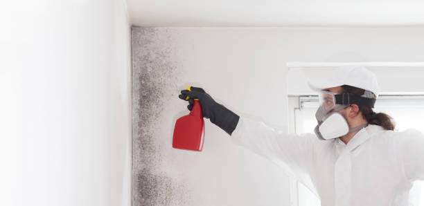 Best Mold Remediation Experts  in Freeport, TX