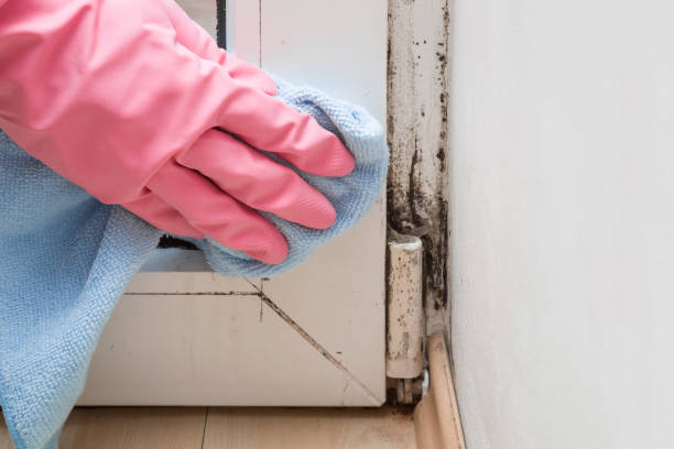 Best Fast Mold Removal  in Freeport, TX