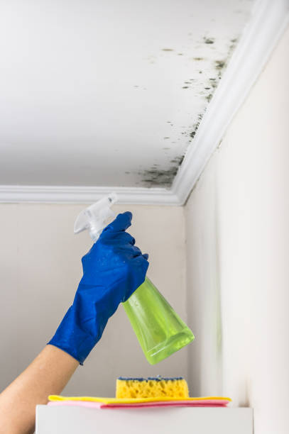 Best Attic Mold Removal  in Freeport, TX