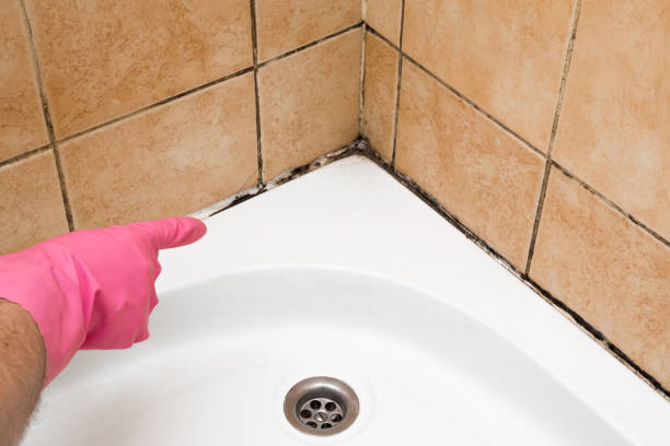 Home Mold Removal in Freeport, TX